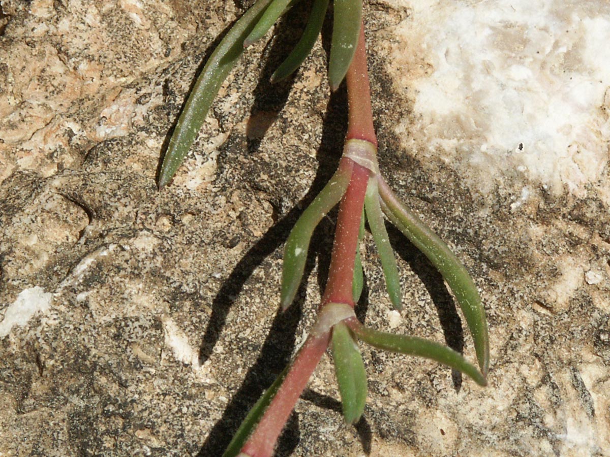 Blätter, Nebenblätter
